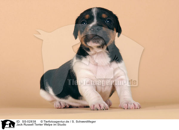 Jack Russell Terrier Welpe im Studio / Jack Russell Terrier puppy / SS-02838