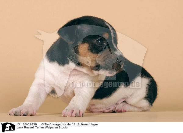 Jack Russell Terrier Welpe im Studio / SS-02839