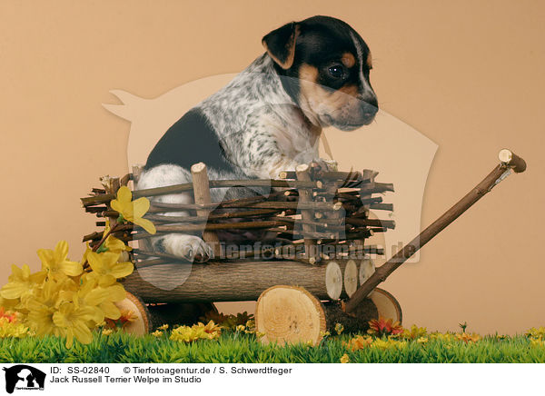 Jack Russell Terrier Welpe im Studio / Jack Russell Terrier puppy / SS-02840