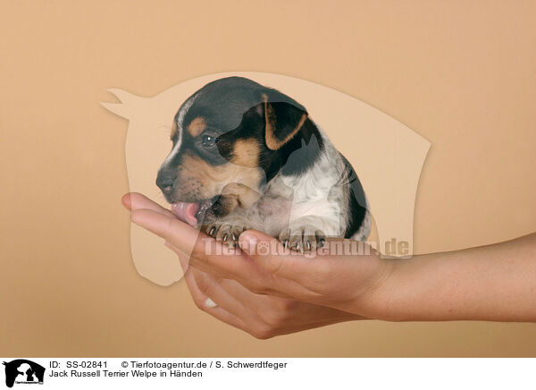 Jack Russell Terrier Welpe in Hnden / SS-02841