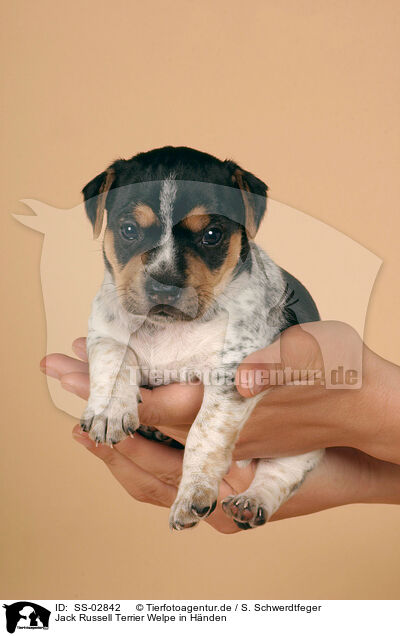 Jack Russell Terrier Welpe in Hnden / SS-02842