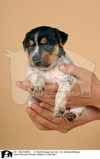 Jack Russell Terrier Welpe in Hnden / Jack Russell Terrier puppy in hands / SS-02843