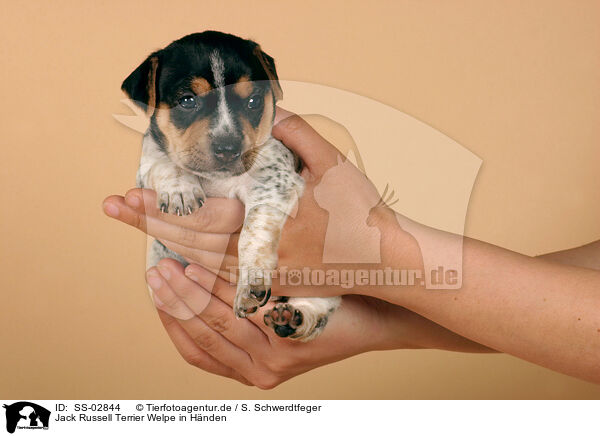 Jack Russell Terrier Welpe in Hnden / Jack Russell Terrier puppy in hands / SS-02844