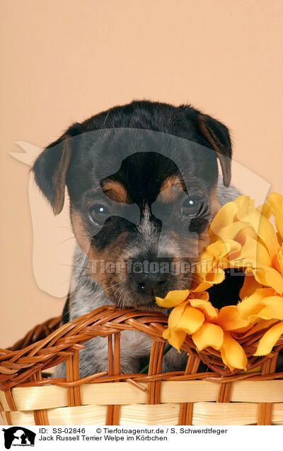 Jack Russell Terrier Welpe im Krbchen / Jack Russell Terrier puppy in basket / SS-02846