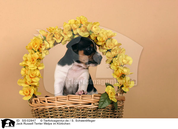 Jack Russell Terrier Welpe im Krbchen / Jack Russell Terrier puppy in basket / SS-02847