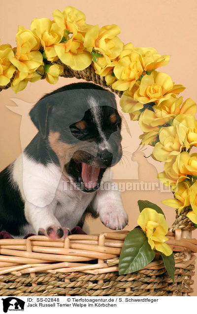 Jack Russell Terrier Welpe im Krbchen / Jack Russell Terrier puppy in basket / SS-02848