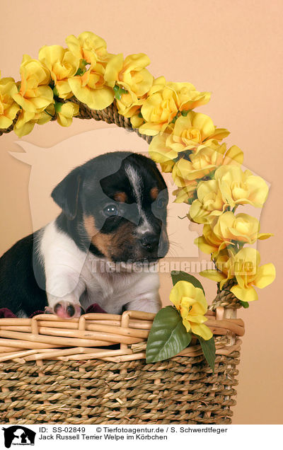 Jack Russell Terrier Welpe im Krbchen / SS-02849