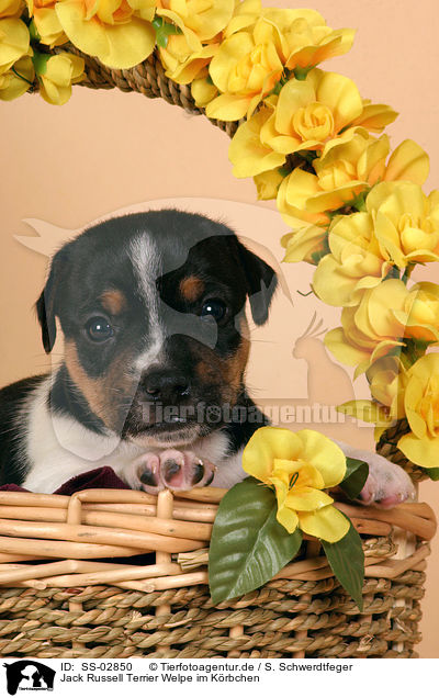 Jack Russell Terrier Welpe im Krbchen / Jack Russell Terrier puppy in basket / SS-02850