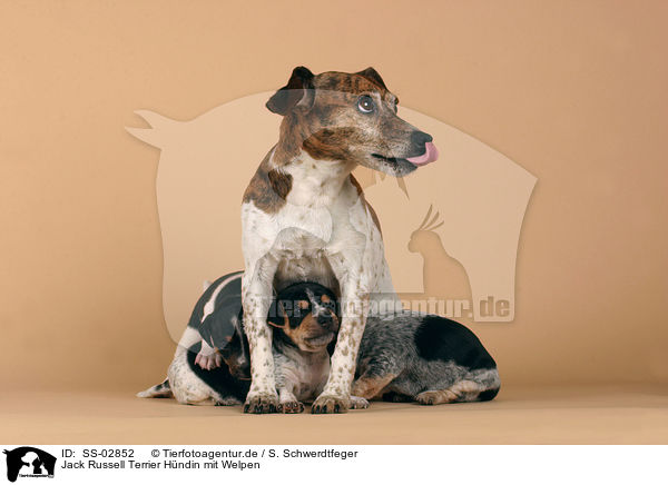 Jack Russell Terrier Hndin mit Welpen / female Jack Russell Terrier with puppies / SS-02852
