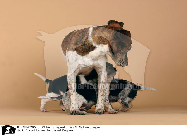 Jack Russell Terrier Hndin mit Welpen / female Jack Russell Terrier with puppies / SS-02853