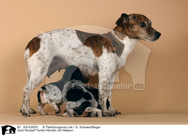Jack Russell Terrier Hndin mit Welpen / female Jack Russell Terrier with puppies / SS-02855