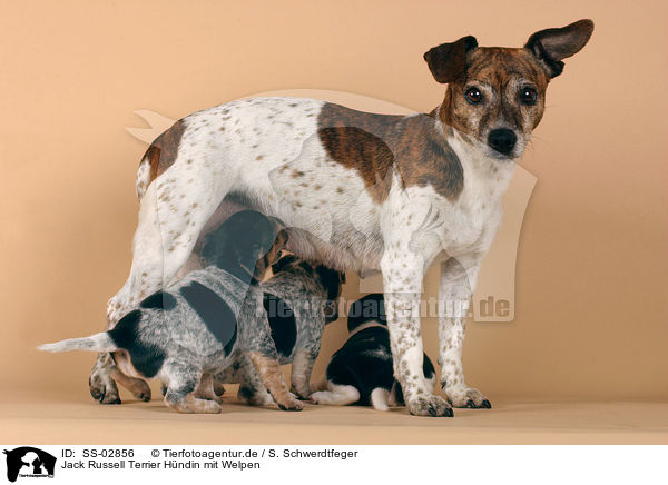 Jack Russell Terrier Hndin mit Welpen / female Jack Russell Terrier with puppies / SS-02856
