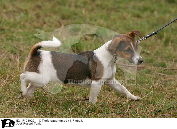 Jack Russell Terrier / Jack Russell Terrier / IP-01026