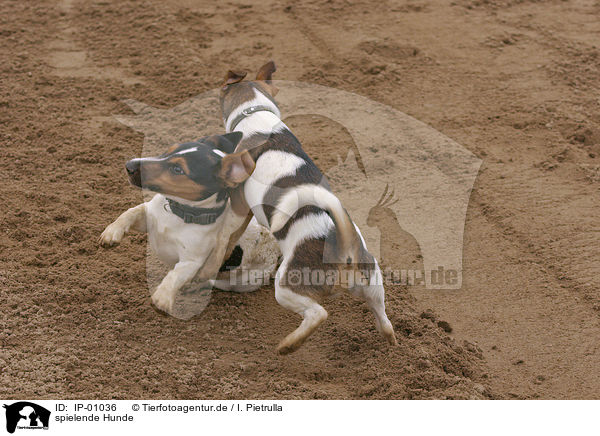 spielende Hunde / IP-01036