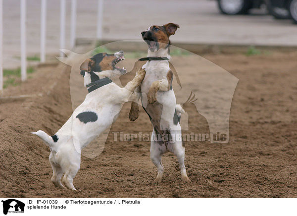 spielende Hunde / playing dogs / IP-01039