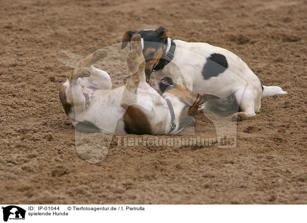 spielende Hunde / IP-01044