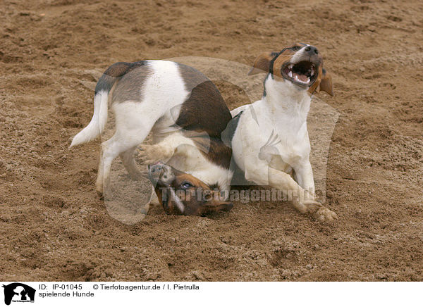 spielende Hunde / IP-01045