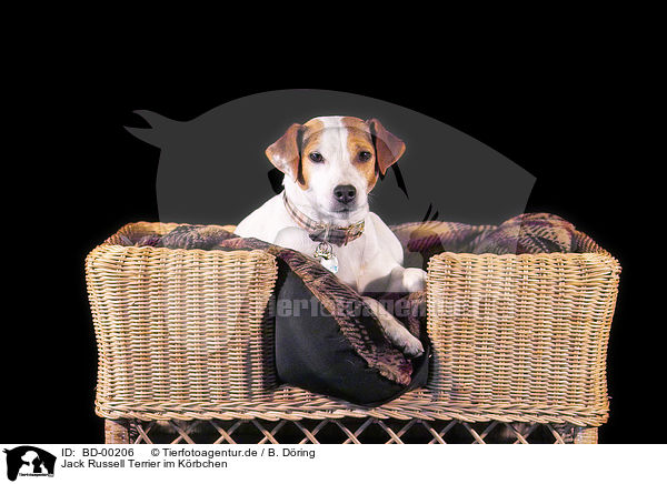 Jack Russell Terrier im Krbchen / BD-00206
