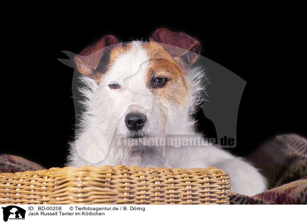 Jack Russell Terrier im Krbchen / BD-00208