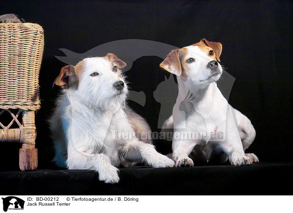 Jack Russell Terrier / BD-00212