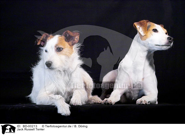 Jack Russell Terrier / Jack Russell Terrier / BD-00213