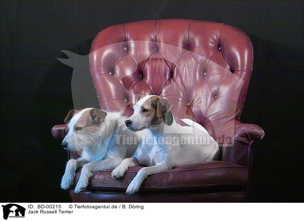 Jack Russell Terrier / Jack Russell Terrier / BD-00215