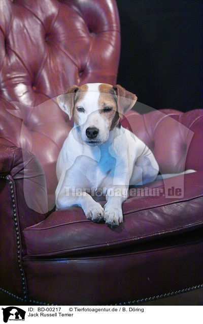 Jack Russell Terrier / BD-00217