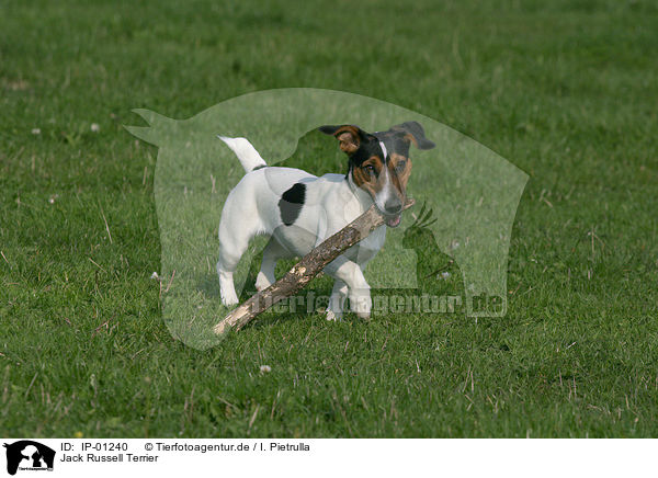 Jack Russell Terrier / IP-01240