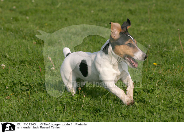 rennender Jack Russell Terrier / running Jack Russell Terrier / IP-01243