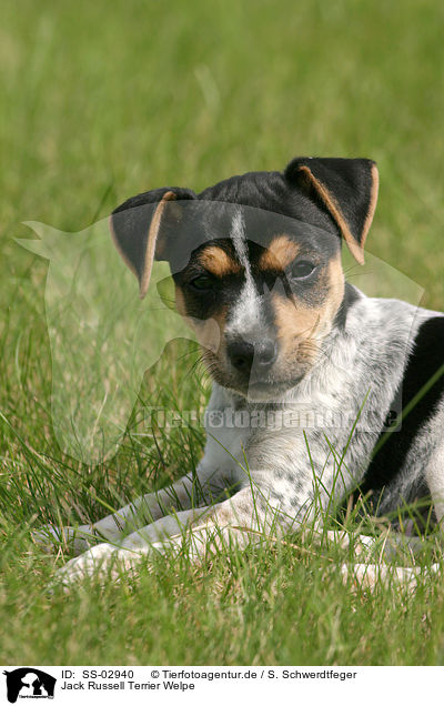 Jack Russell Terrier Welpe / Jack Russell Terrier puppy / SS-02940