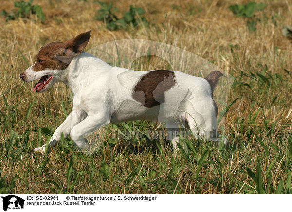 rennender Jack Russell Terrier / running Jack Russell Terrier / SS-02961