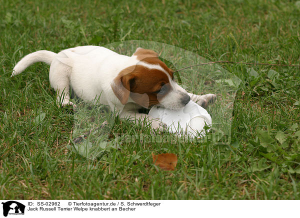 Jack Russell Terrier Welpe knabbert an Becher / SS-02962