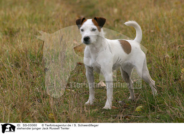 stehender junger Jack Russell Terrier / SS-03060