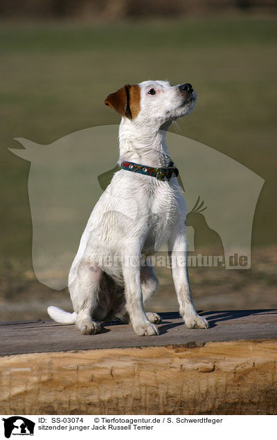 sitzender junger Jack Russell Terrier / SS-03074