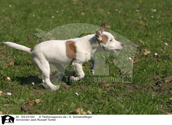 rennender Jack Russell Terrier / running Jack Russell Terrier / SS-03160