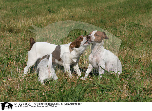 Jack Russell Terrier Mutter mit Welpe / Jack Russell Terrier mother with puppy / SS-03591