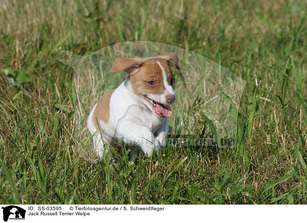 Jack Russell Terrier Welpe / Jack Russell Terrier Puppy / SS-03595