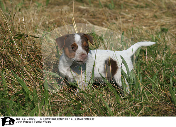 Jack Russell Terrier Welpe / Jack Russell Terrier Puppy / SS-03599