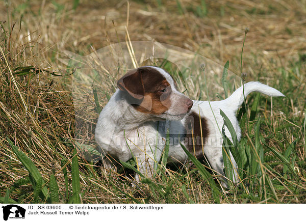 Jack Russell Terrier Welpe / SS-03600