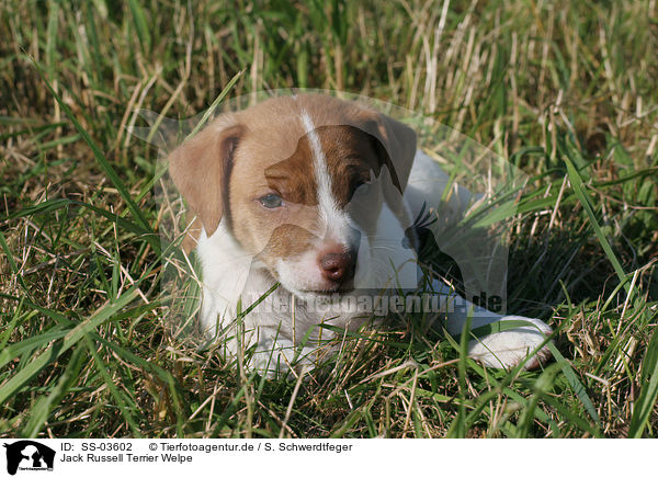 Jack Russell Terrier Welpe / Jack Russell Terrier Puppy / SS-03602