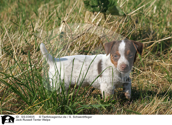 Jack Russell Terrier Welpe / Jack Russell Terrier Puppy / SS-03605