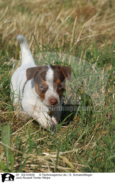 Jack Russell Terrier Welpe / Jack Russell Terrier Puppy / SS-03606