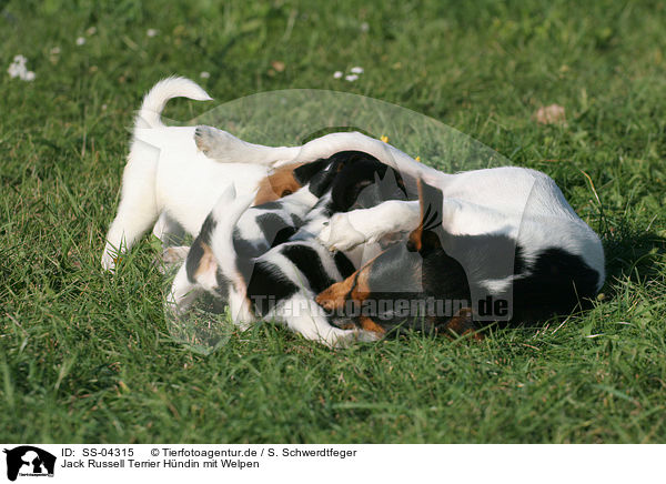 Jack Russell Terrier Hndin mit Welpen / SS-04315
