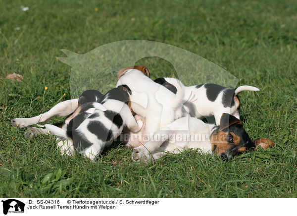 Jack Russell Terrier Hndin mit Welpen / female Jack Russell Terrier with puppies / SS-04316