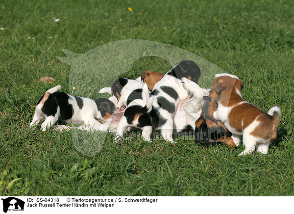 Jack Russell Terrier Hndin mit Welpen / female Jack Russell Terrier with puppies / SS-04318