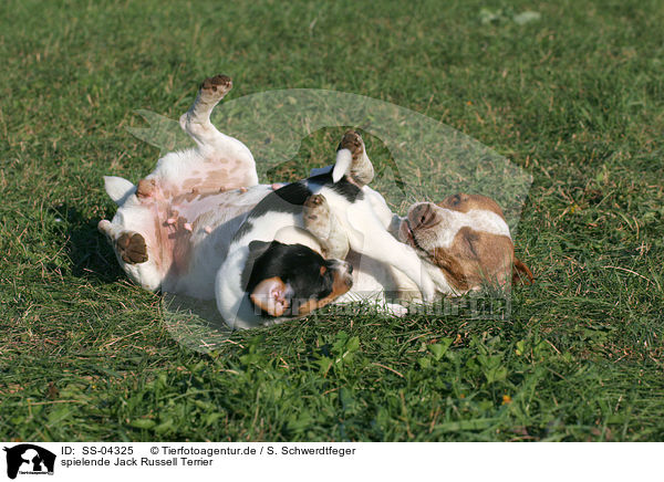 spielende Jack Russell Terrier / SS-04325