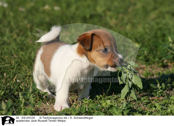 spielender Jack Russell Terrier Welpe / playing Jack Russell Terrier Puppy / SS-04330
