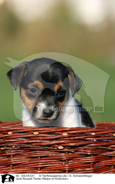 Jack Russell Terrier Welpe im Krbchen / SS-04331