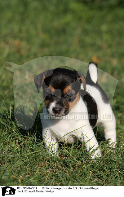 Jack Russell Terrier Welpe / SS-04334