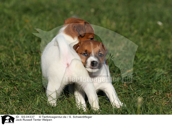 Jack Russell Terrier Welpen / SS-04337